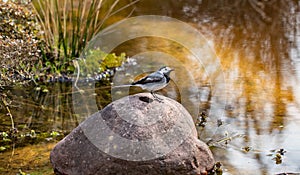 Genus of songbirds. A white wagtail on a rock in a shallow river in early spring in Germany. The motacilla alba is a small