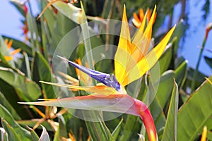 Genus strelitzia reginae orange bird flower