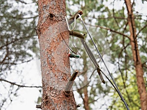 Geocaching ampoule  or container hangs on tree