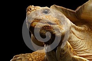 Geochelone sulcata. African turtle Spurs