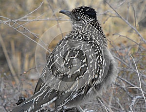 Geococcyx californianus Road Runner, Big Bend, TX photo