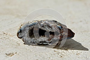 Geode agate stone