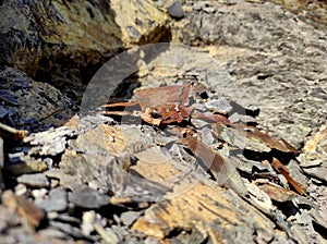 Geodesy. Stone texture. The rock is brown and red. Mineral background. Design from natural materials.