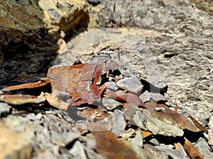 Geodesy. Stone texture. The rock is brown and red. Mineral background. Design from natural materials.