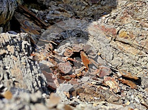 Geodesy. Stone texture. The rock is brown and red. Mineral background. Design from natural materials.