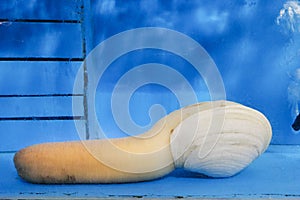 Geoduck in restaurant aquarium, expensive and popular shellfish seafood among ethnic Chinese