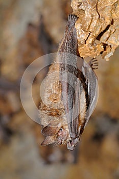 Geoffroy`s bat Myotis emarginatus