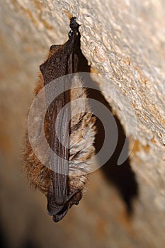 Geoffroy`s bat Myotis emarginatus