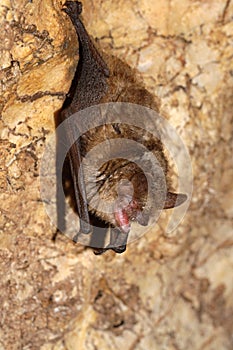 Geoffroy`s bat Myotis emarginatus