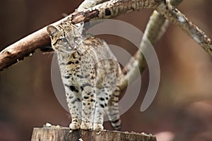 Geoffroy's cat, Leopardus geoffroyi, cat native to the South America.