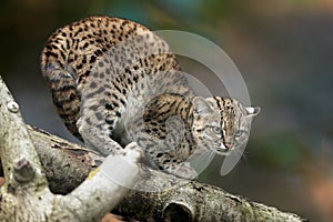 Geoffroy\'s cat, Leopardus geoffroyi, a wild cat on a branch against abstract background.