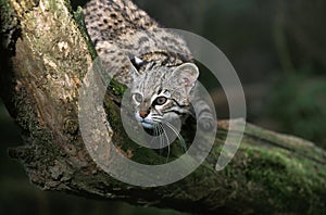 Geoffroy`s Cat, oncifelis geoffroyi, Adult