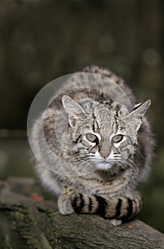 Geoffroy`s Cat, oncifelis geoffroyi, Adult