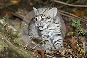 Geoffroy`s Cat, oncifelis geoffroyi, Kitten