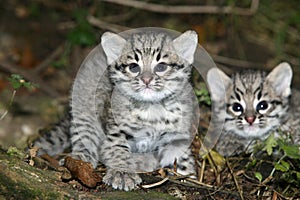 Geoffroy`s Cat, oncifelis geoffroyi, Kittens