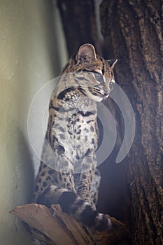 Geoffroy's cat, Oncifelis geoffroyi, is less a South American cat