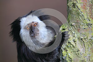 Geoffroy's marmoset