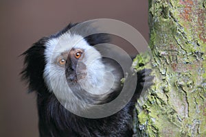Geoffroy's marmoset photo