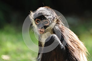 Geoffroy's Spider Monkey (Ateles geoffroyi)