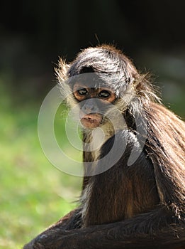 Geoffroy's Spider Monkey (Ateles geoffroyi)