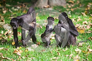 Geoffroy's Spider Monkey. Ateles geoffroyi