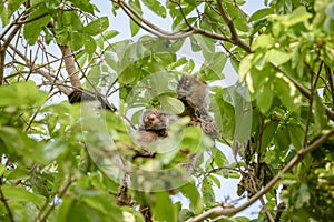 Geoffroy& x27;s spider monkey & x28;Ateles geoffroyi& x29; with baby in Costa Rica