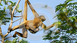 Geoffroy`s spider monkey Ateles geoffroyi with baby photo