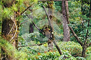 Geoffroy& x27;s spider monkey & x28;Ateles geoffroyi& x29; in a tree in Costa Rica