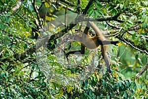 Geoffroy& x27;s spider monkey & x28;Ateles geoffroyi& x29; in a tree in Costa Rica