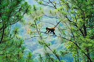 Geoffroy& x27;s spider monkey & x28;Ateles geoffroyi& x29; in a tree in Costa Rica