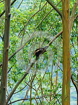 Geoffroy& x27;s spider monkey & x28;Ateles geoffroyi& x29; in a tree in Costa Rica