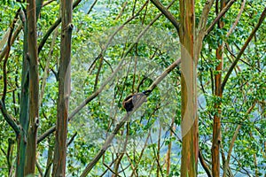 Geoffroy& x27;s spider monkey & x28;Ateles geoffroyi& x29; in a tree in Costa Rica