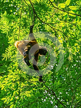 Geoffroy& x27;s spider monkey & x28;Ateles geoffroyi& x29; in a tree in Costa Rica