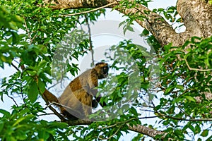 Geoffroy& x27;s spider monkey & x28;Ateles geoffroyi& x29; in a tree in Costa Rica