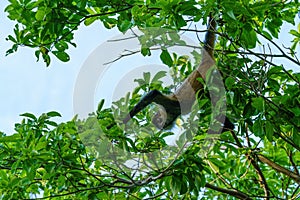 Geoffroy& x27;s spider monkey & x28;Ateles geoffroyi& x29; in a tree in Costa Rica