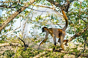 Geoffroy& x27;s spider monkey & x28;Ateles geoffroyi& x29; in a tree in Costa Rica