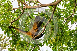 Geoffroy& x27;s spider monkey & x28;Ateles geoffroyi& x29; in a tree in Costa Rica