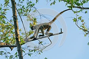 Geoffroy& x27;s spider monkey & x28;Ateles geoffroyi& x29; in a tree in Costa Rica