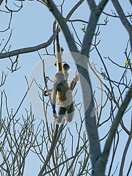 Geoffroy& x27;s spider monkey & x28;Ateles geoffroyi& x29; in a tree in Costa Rica