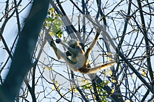 Geoffroy& x27;s spider monkey & x28;Ateles geoffroyi& x29; in a tree in Costa Rica