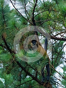 Geoffroy& x27;s spider monkey & x28;Ateles geoffroyi& x29; in a tree in Costa Rica