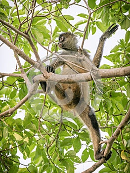 Geoffroy& x27;s spider monkey & x28;Ateles geoffroyi& x29; in a tree in Costa Rica