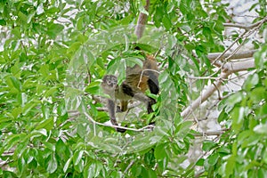 Geoffroy& x27;s spider monkey & x28;Ateles geoffroyi& x29; in a tree in Costa Rica