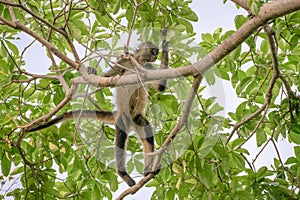 Geoffroy& x27;s spider monkey & x28;Ateles geoffroyi& x29; in a tree in Costa Rica