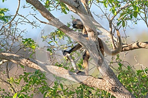 Geoffroy& x27;s spider monkey & x28;Ateles geoffroyi& x29; in a tree in Costa Rica