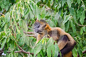 Geoffroy`s spider monkey or black-handed spider monkey on a tree