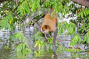 Geoffroy`s spider monkey or black-handed spider monkey on a tree on an island in Nicaragua Lake