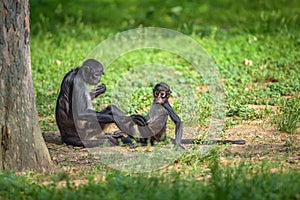 Geoffroy`s Spider Monkey and its baby