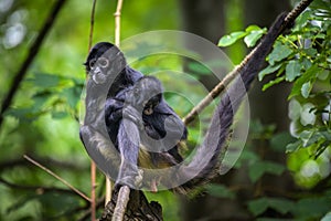 Geoffroy's Spider Monkey and its baby