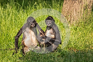 Geoffroy's spider monkeys (Ateles geoffroyi)